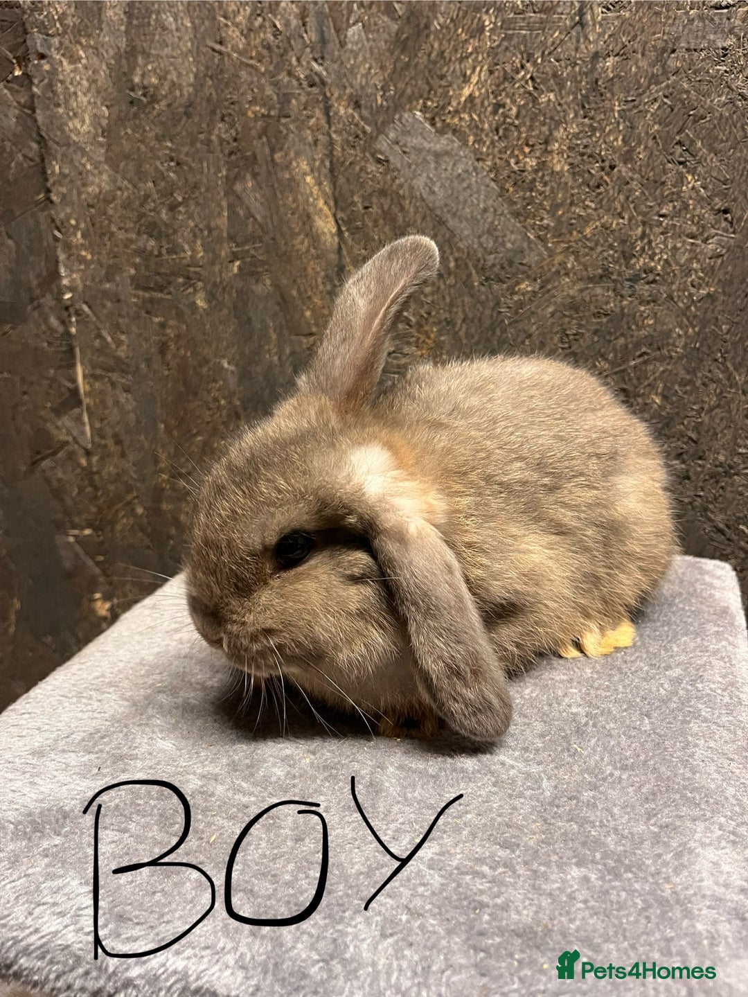 Mini Lop rabbits for sale: Mini lop  - Advert 4