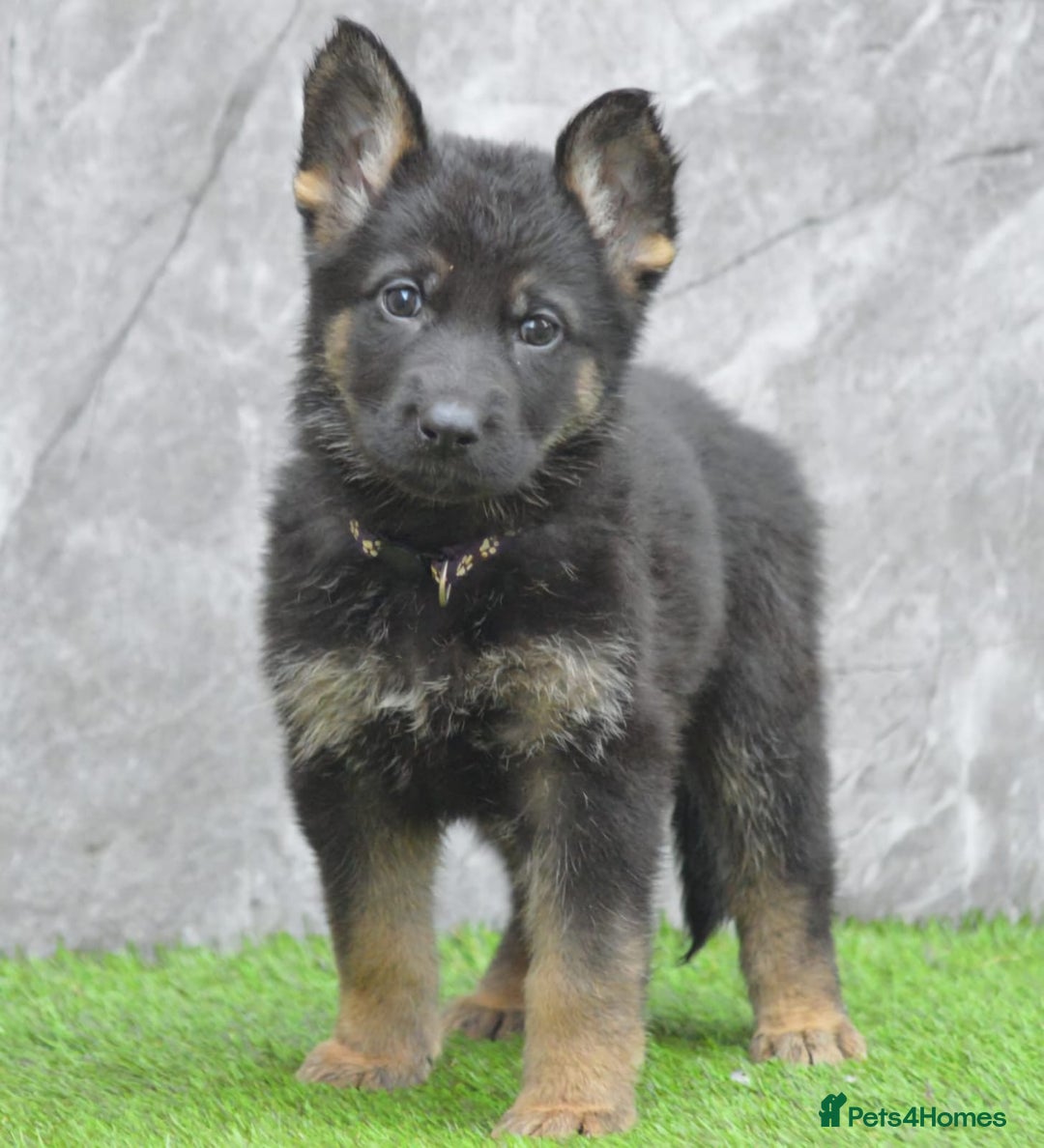 German Shepherd dogs for sale: KC Registered Working Line German Shepherd Puppies - Advert 10