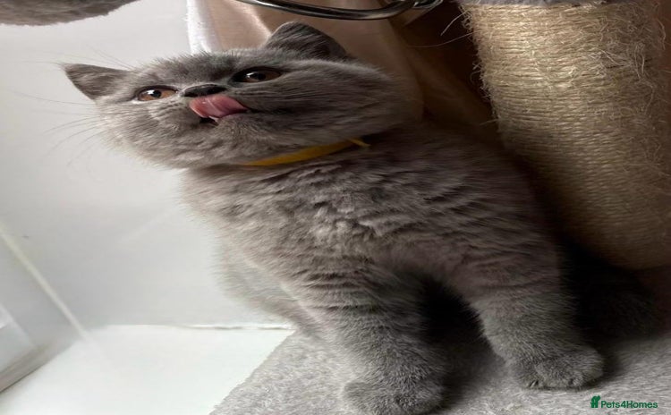 British Shorthair cats - Advert 15