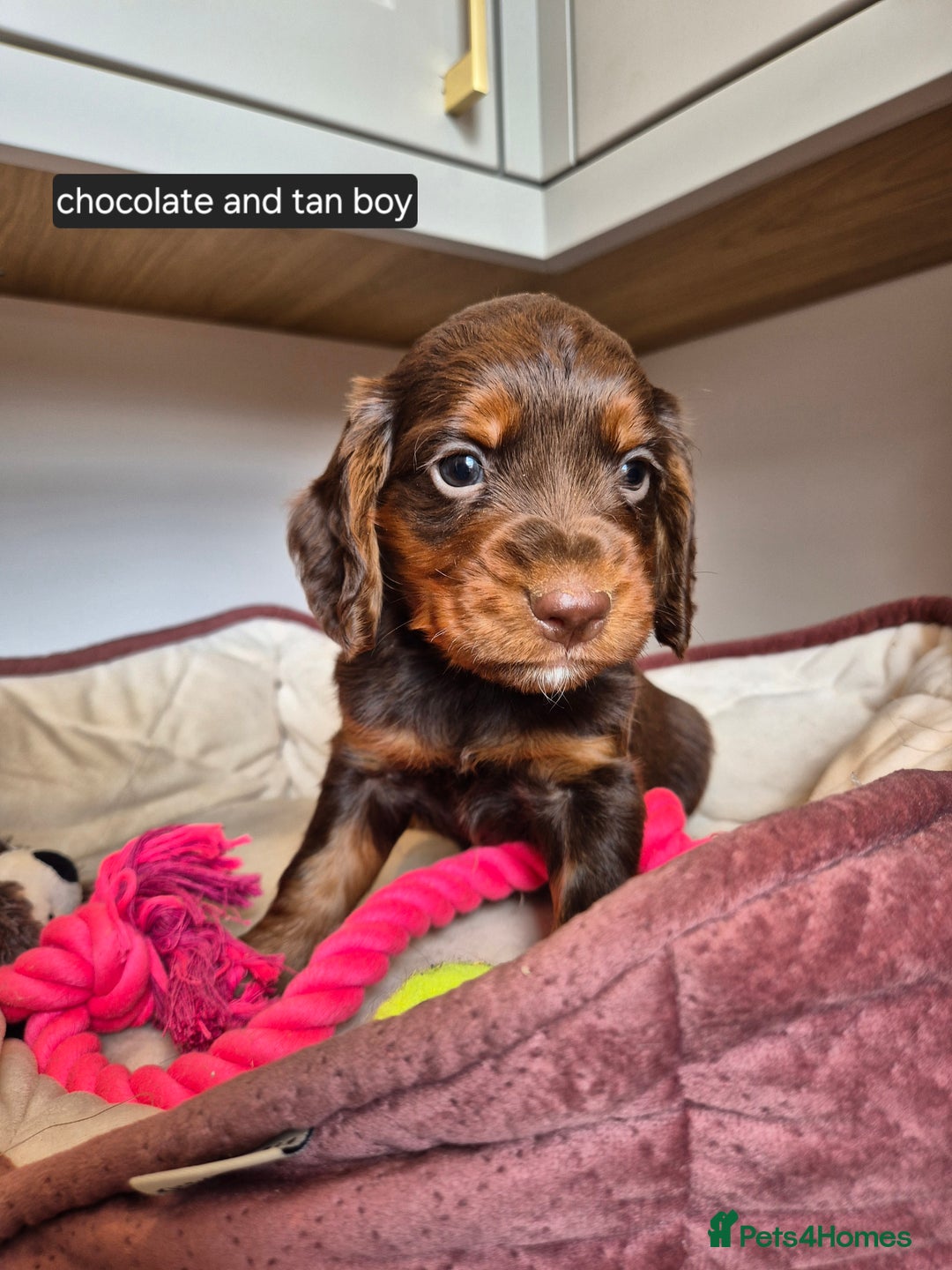 Cocker Spaniel dogs for sale: Kc registered beautiful cockers - Image 9