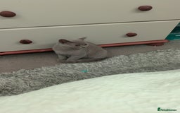 British Shorthair cats for sale: Male British shorthair kitten  - Image 4