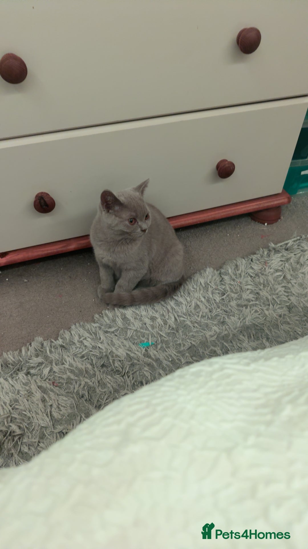 British Shorthair cats for sale: Male British shorthair kitten  - Image 4