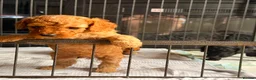 Cockapoo dogs for sale: Mr Rodney Murphy  - Advert 7