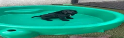 Cocker Spaniel dogs for sale: Beautiful black working cockers - Advert 12