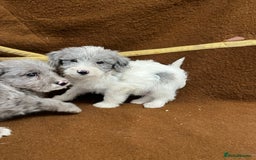 Jackapoo dogs for sale: Beautiful Jackapoo Puppies, READY NOW - Image 19
