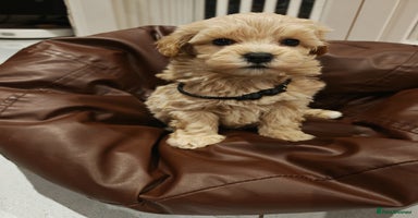 Maltipoo dogs Maltipoo F1, KC Parents Extensively DNA Clear - Advert 4