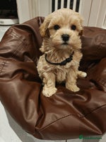 Maltipoo dogs Maltipoo F1, KC Parents Extensively DNA Clear - Advert 9