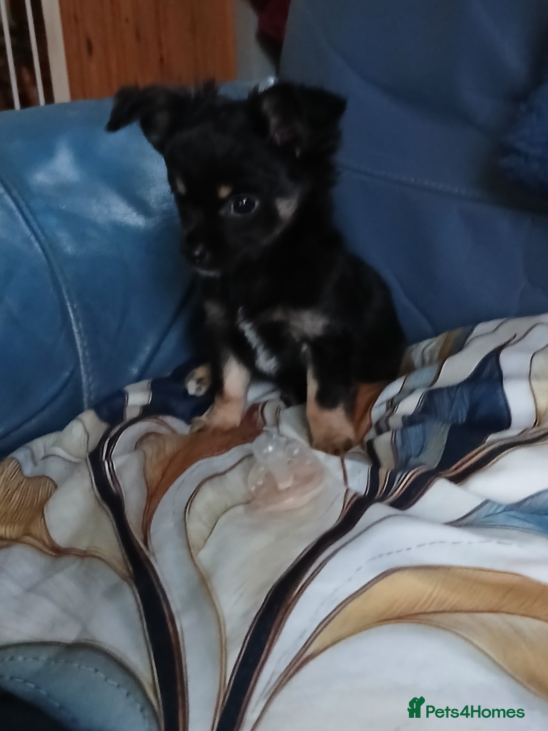 Chihuahua dogs for sale: Rare!! chocolate merle girl and black n tan boy - Advert 6