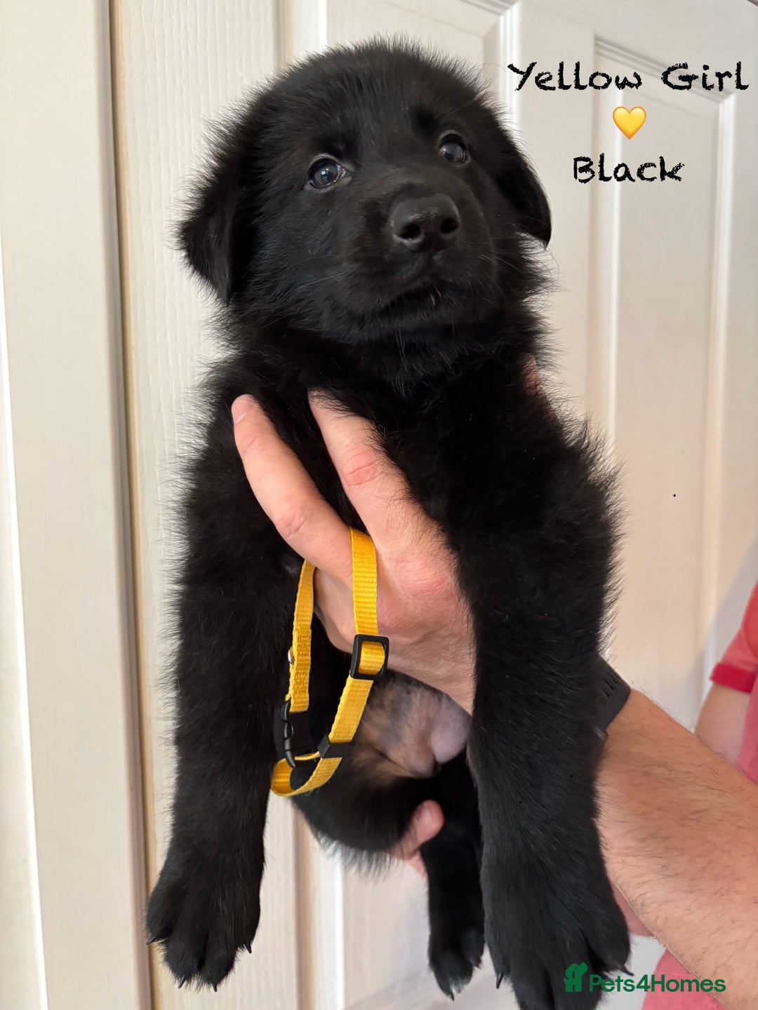 German Shepherd dogs for sale: K.C German Shepherd Puppies  - Image 7