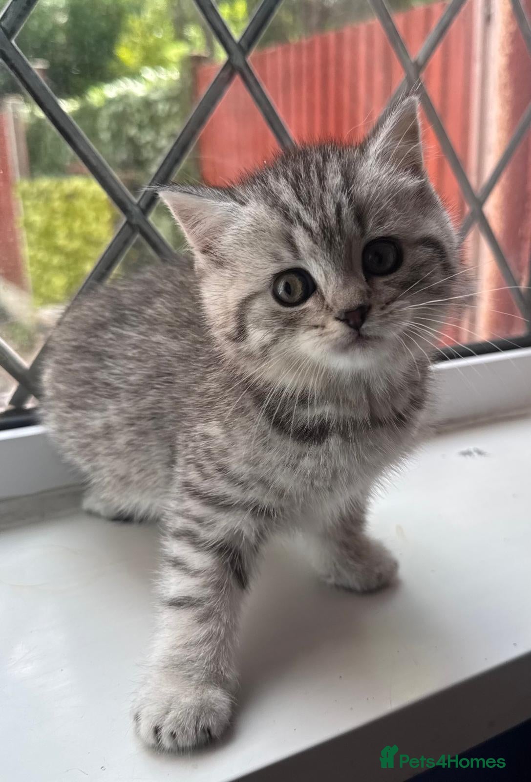 British Shorthair cats *Ready to leave next week* GCCF BSH silver tipped  - Advert 2