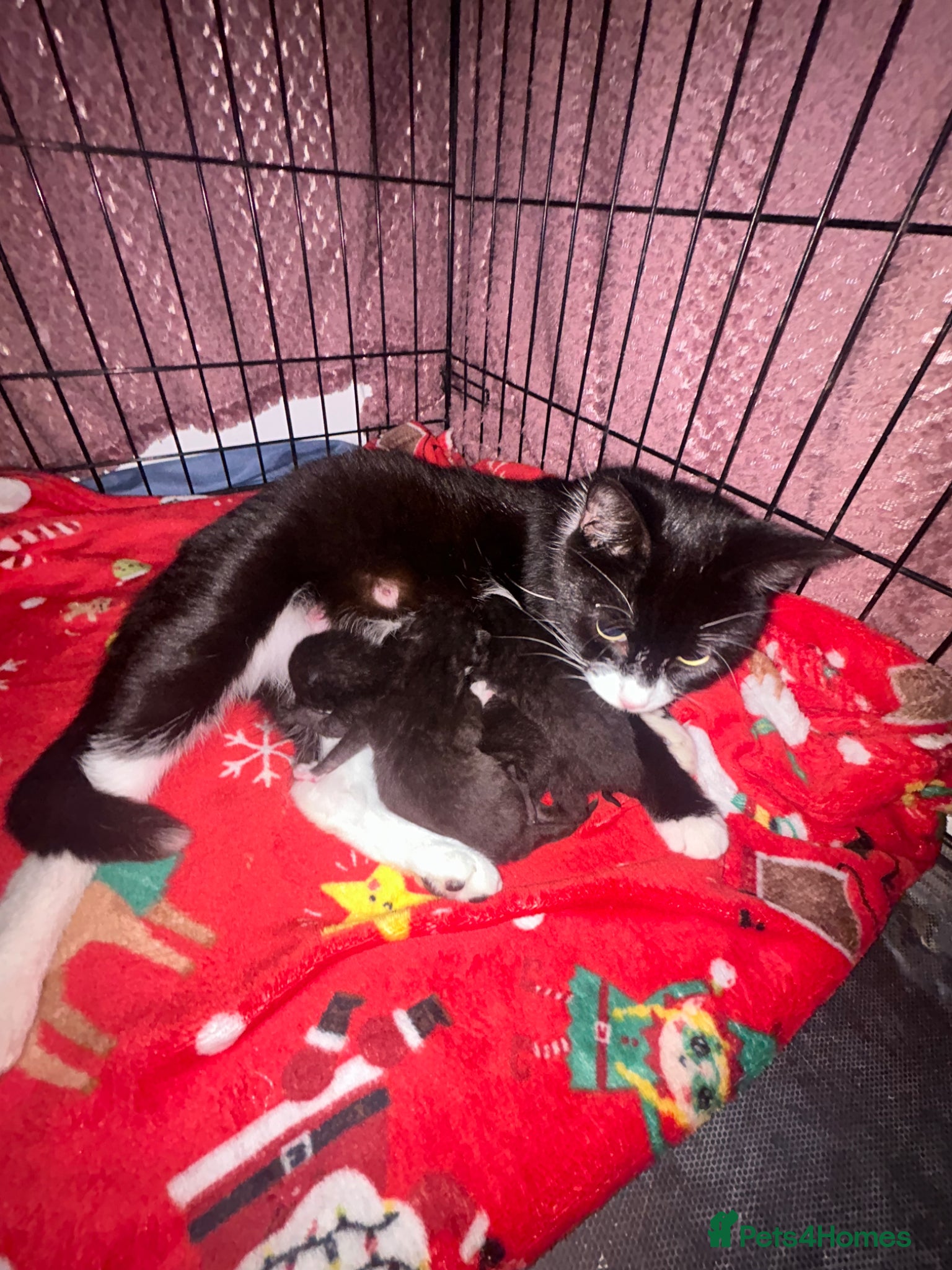 Mixed Breed cats Gorgeous kittens  - Advert 5