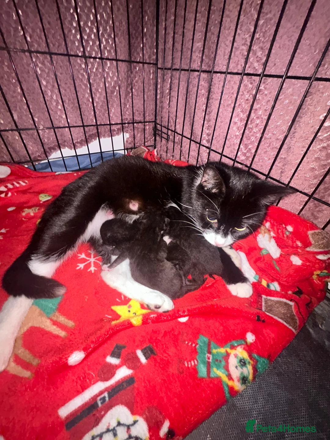 Mixed Breed cats for sale: Gorgeous kittens  - Advert 1