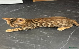 Bengal cats for sale: Pure SBT Charcoal Silver Bengal Kittens  - Image 1