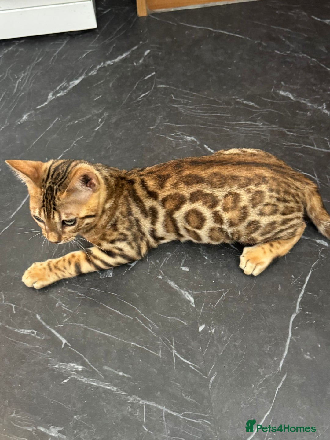 Bengal cats for sale: Pure SBT Charcoal Silver Bengal Kittens  - Image 1