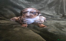 Cockerdor dogs for sale: Rare coloured stunning Cockerdor pups  - Image 12