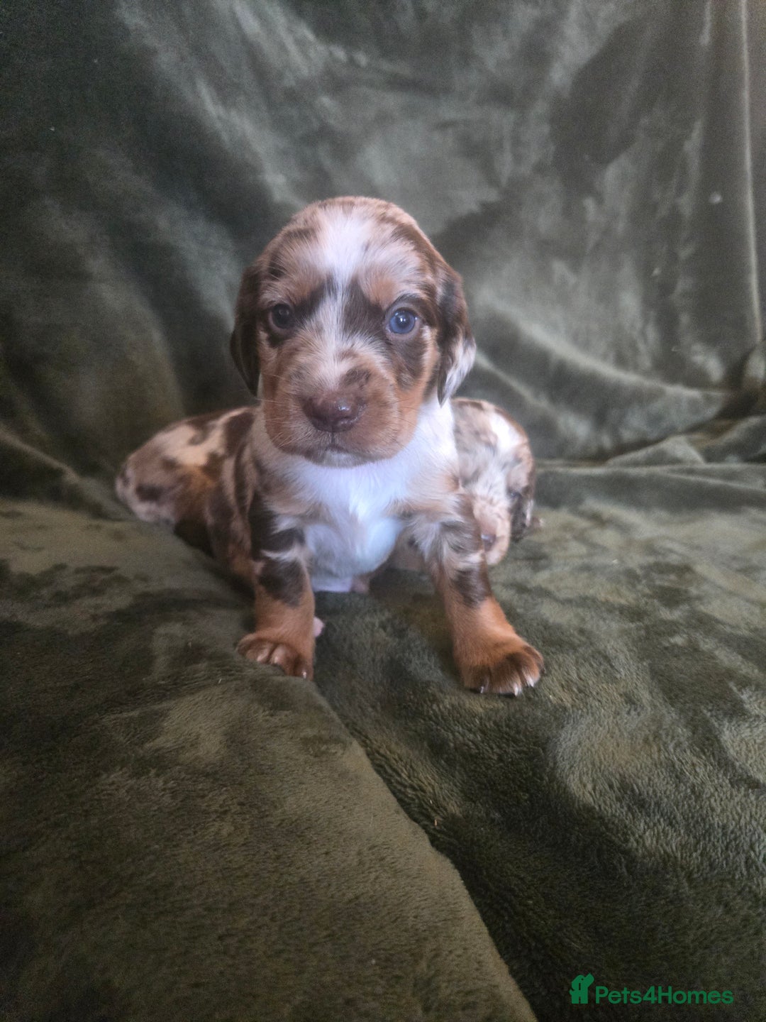 Cockerdor dogs for sale: Rare coloured stunning Cockerdor pups  - Image 12