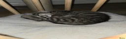 Bengal cats for sale: Bengal kittens ready for their forever homes  - Advert 6