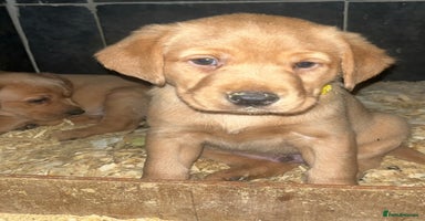 Labrador Retriever dogs - Advert 4