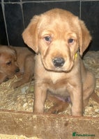 Labrador Retriever dogs - Advert 3