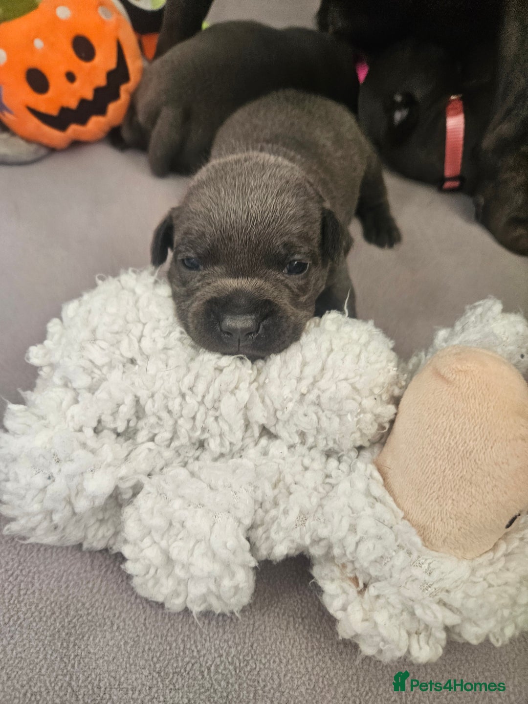 Staffordshire Bull Terrier dogs for sale: Staffordshire BullTerrier blue 💙  - Image 3