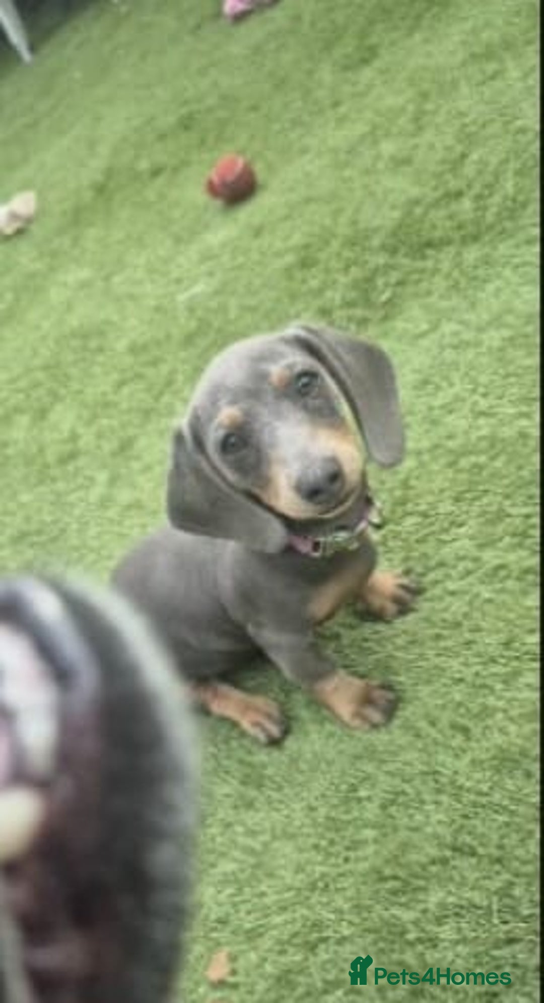 Miniature Dachshund dogs for sale: This is poppy - Image 5
