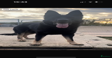 Mixed Breed dogs - Advert 3