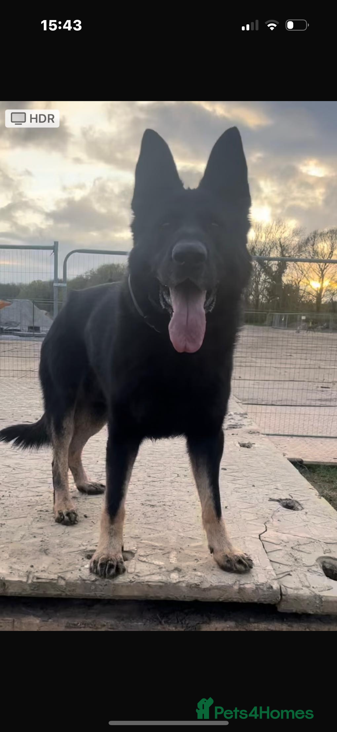 Mixed Breed dogs for sale: Czech shepherd x Belgium malinois - Image 2