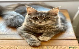 Maine Coon cats for sale: 🐾🩷RUBY🩷🐾 Maine Coon (Retired Queen) - Image 3