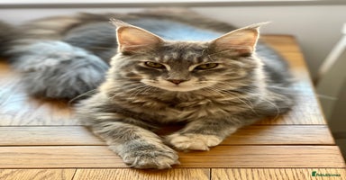 Maine Coon cats - Advert 8