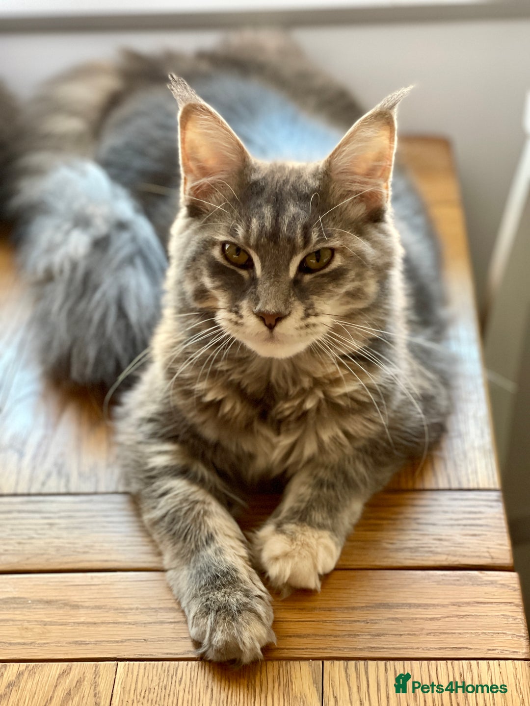 Maine Coon cats for sale: 🐾🩷RUBY🩷🐾 Maine Coon (Retired Queen) - Image 3