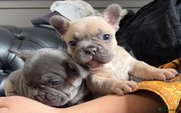 French Bulldog dogs for sale: Well bred French Bulldog Puppies  - Image 19