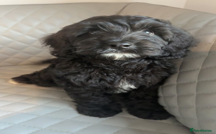 Cavapoo dogs - Advert 1