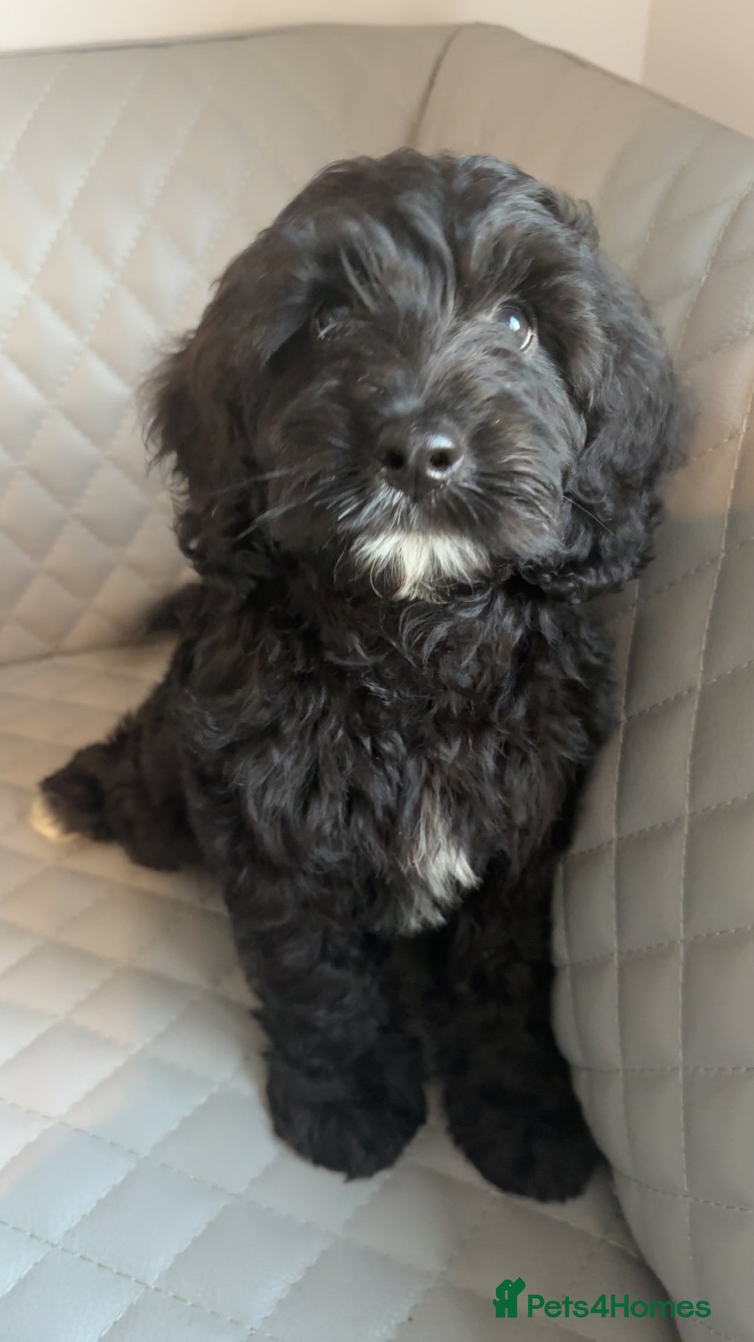 Cavapoo dogs for sale: Cavapoo pup - Image 1