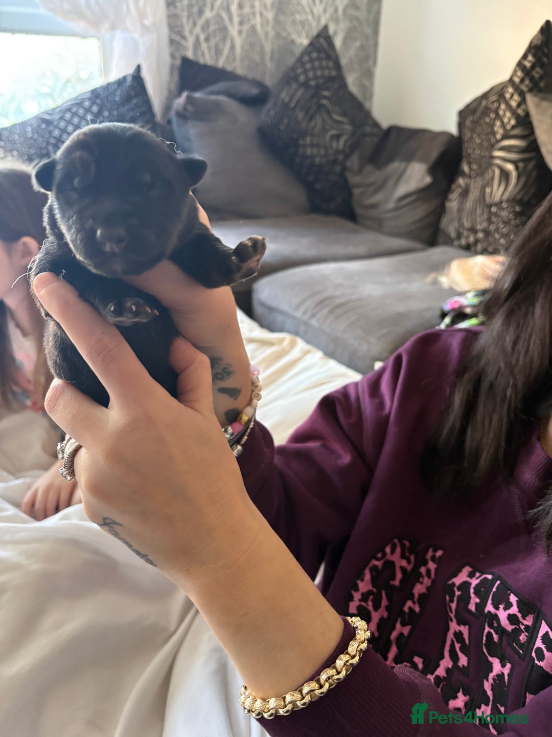 German Shepherd dogs for sale: 7 German shepherd puppies  - Advert 4