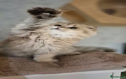 Scottish Fold cats for sale: I girl left! TICA reg. Scottish Fold ready to go - Image 6