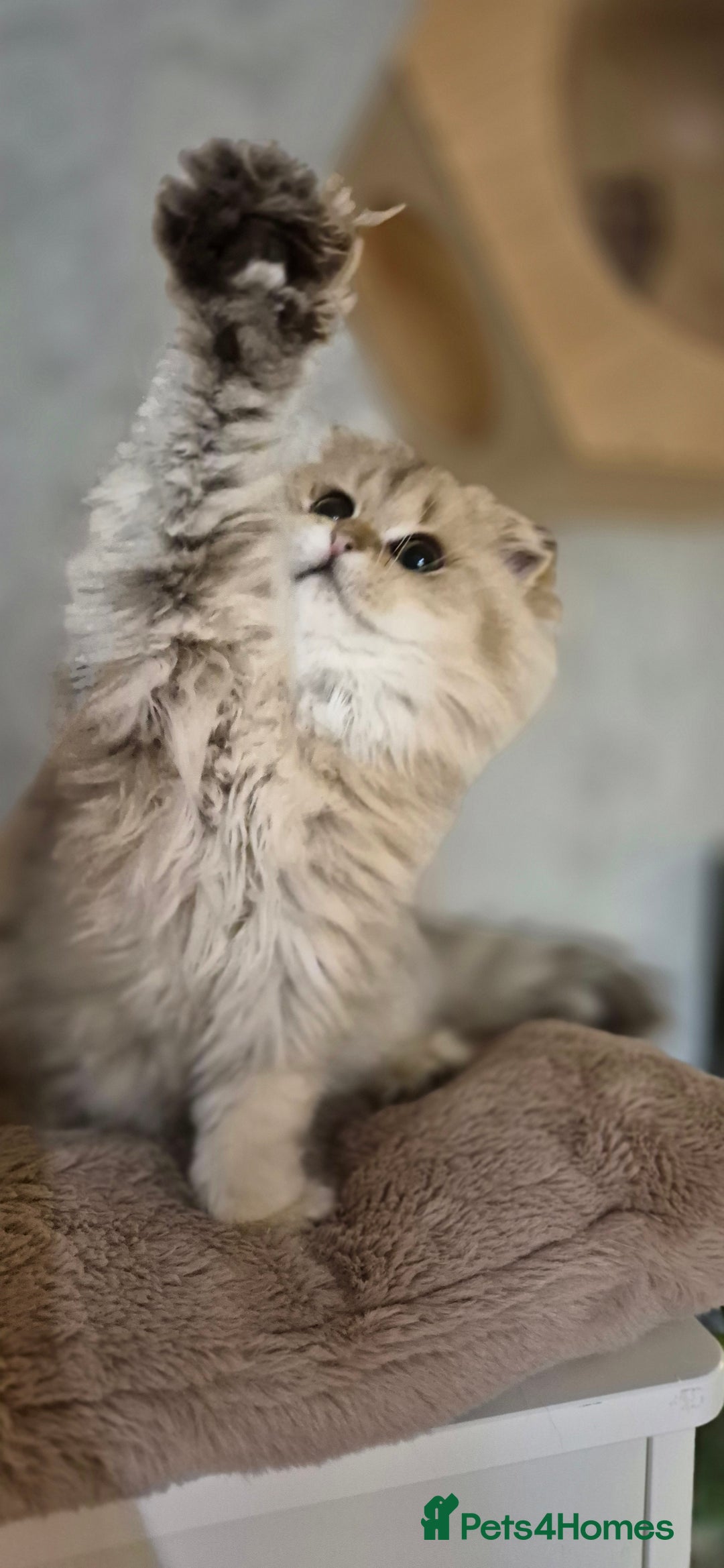 Scottish Fold cats for sale: I girl left! TICA reg. Scottish Fold ready to go - Image 6