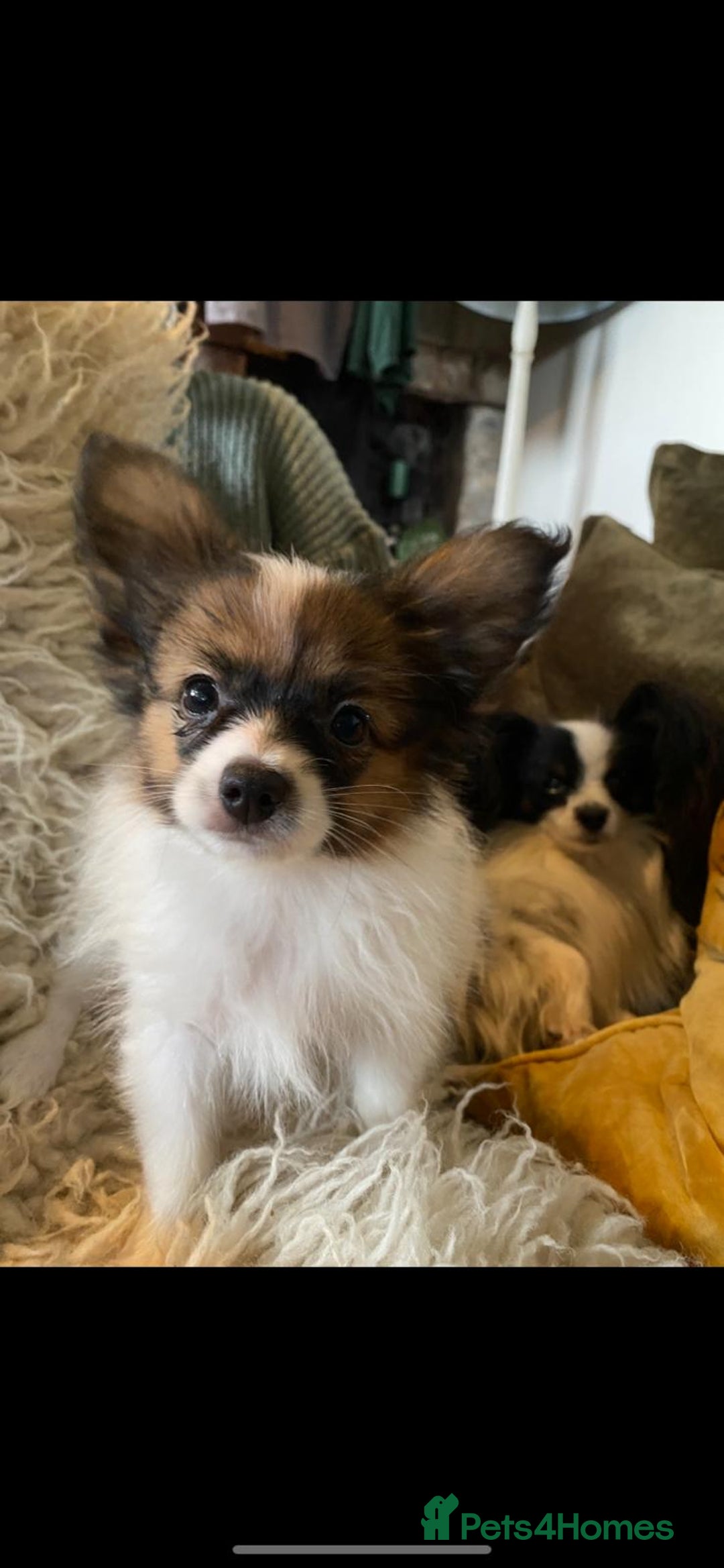 Papillon dogs for sale: KC Papillons DNA tested parents  - Advert 8