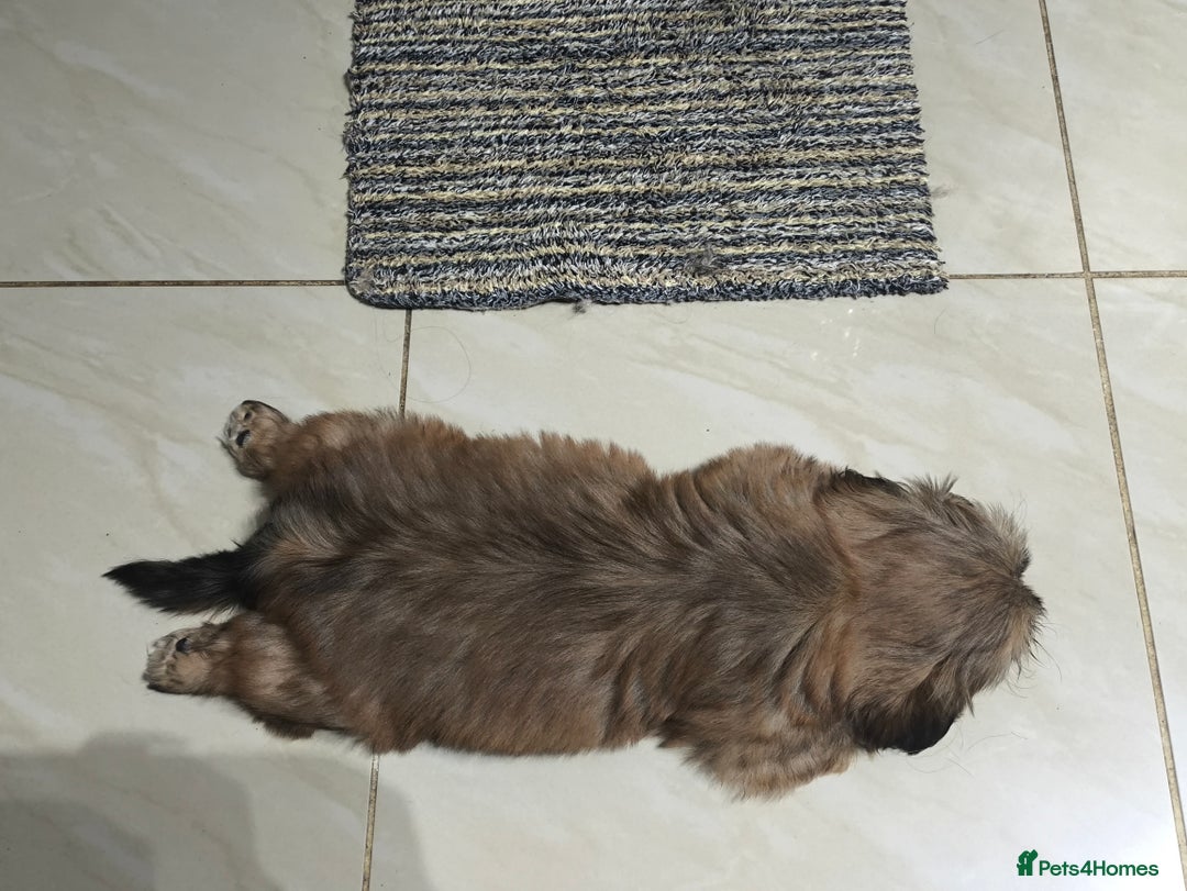 Shih Tzu dogs for sale: SHIH TZU STANDARD - PURE BREED  - Advert 4
