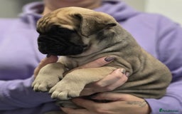 Bullmastiff dogs for sale: Bullmastiff Puppies  - Image 9