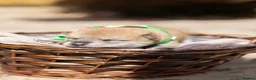 Japanese Shiba Inu dogs for sale: Beautiful Shiba Inu puppies  - Advert 4