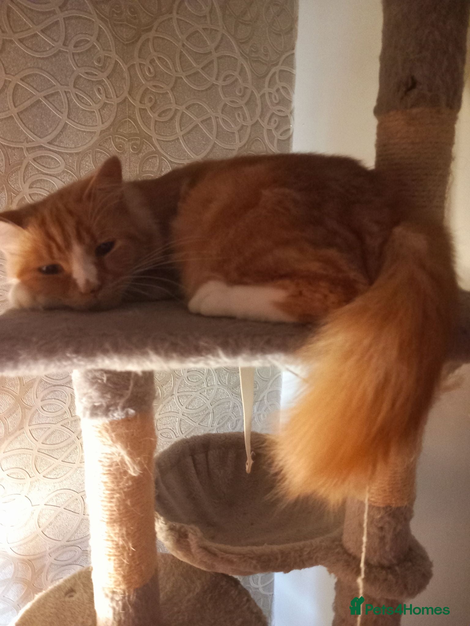 Mixed Breed cats Beautiful Litter: 4 Maine Coon X Ginger Toms - Advert 1