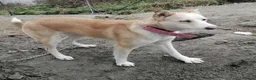 Mixed Breed dogs for adoption: ❤️🐶 GLORIA – A BEAUTIFUL, LOYAL GIRL  in London - Advert 3
