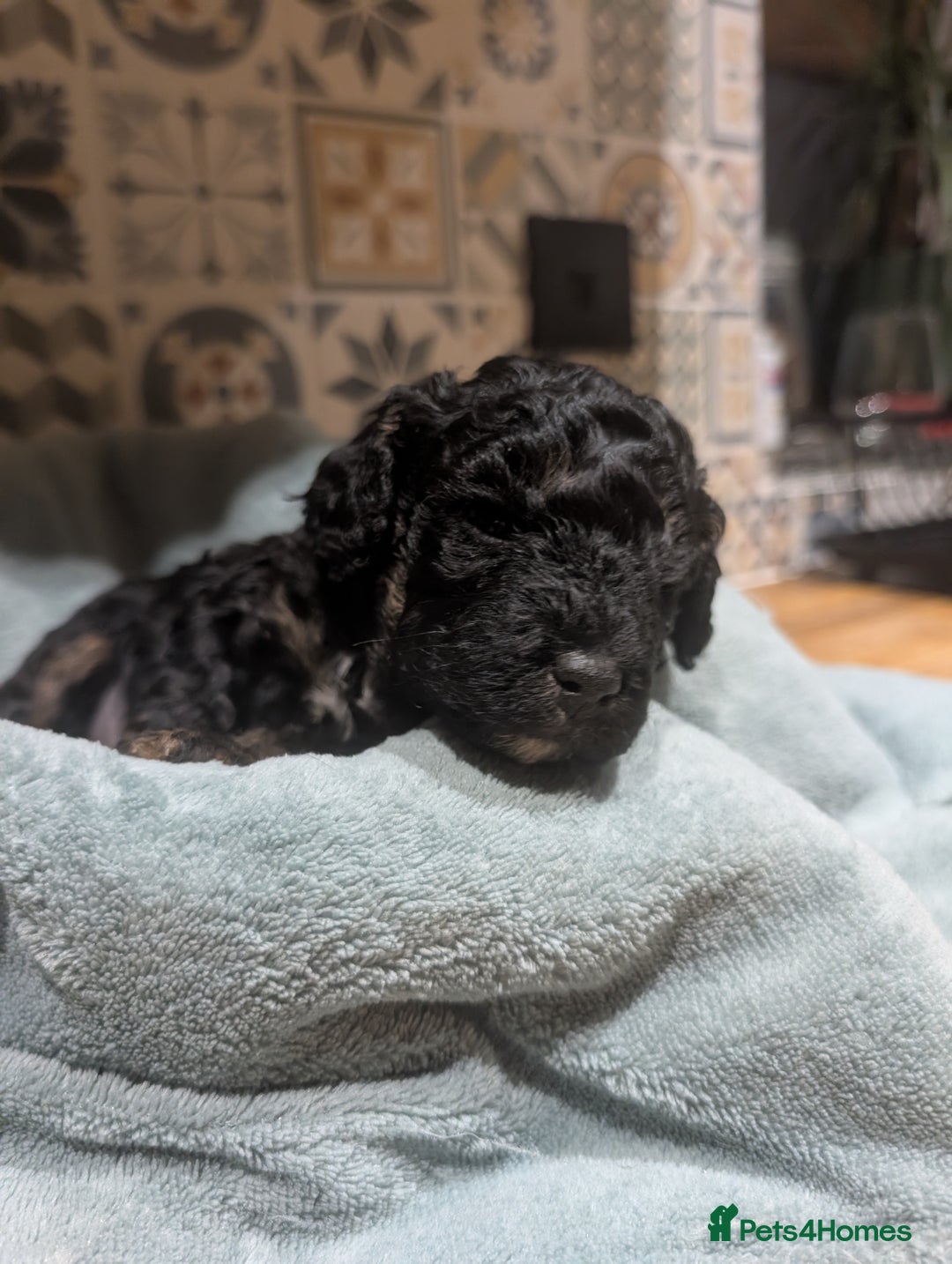 Mixed Breed dogs for sale: Stunning litter of F1B Ttoodle puppies - Advert 8