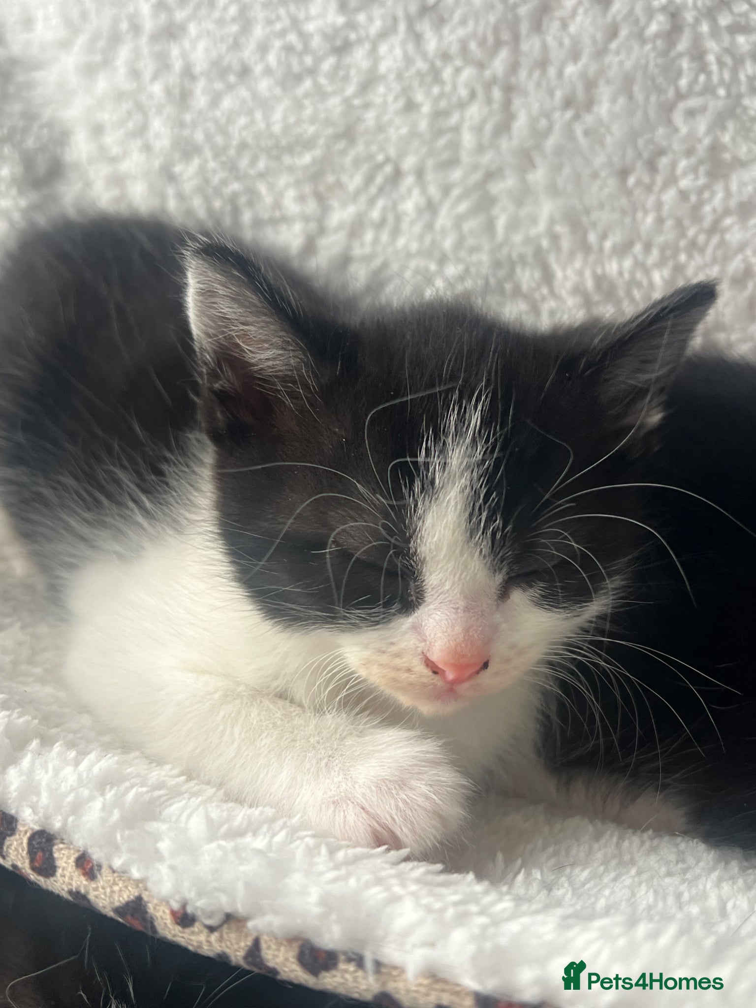 Mixed Breed cats 2 beautiful kittens - Advert 16