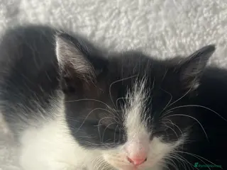 Mixed Breed cats 2 beautiful kittens - Advert 16