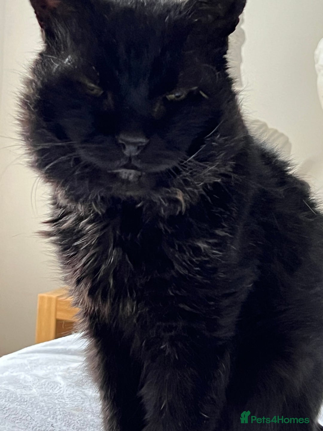 British Shorthair cats for sale: Lovely Elderly Cat - Image 1