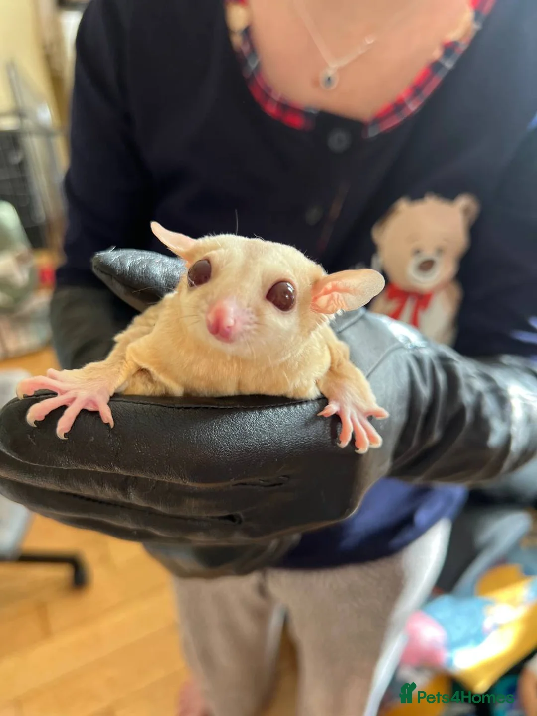 Sugar Glider rodents for sale: ✨ EXCEPTIONAL SUGAR GLIDER CLAN  - Advert 38