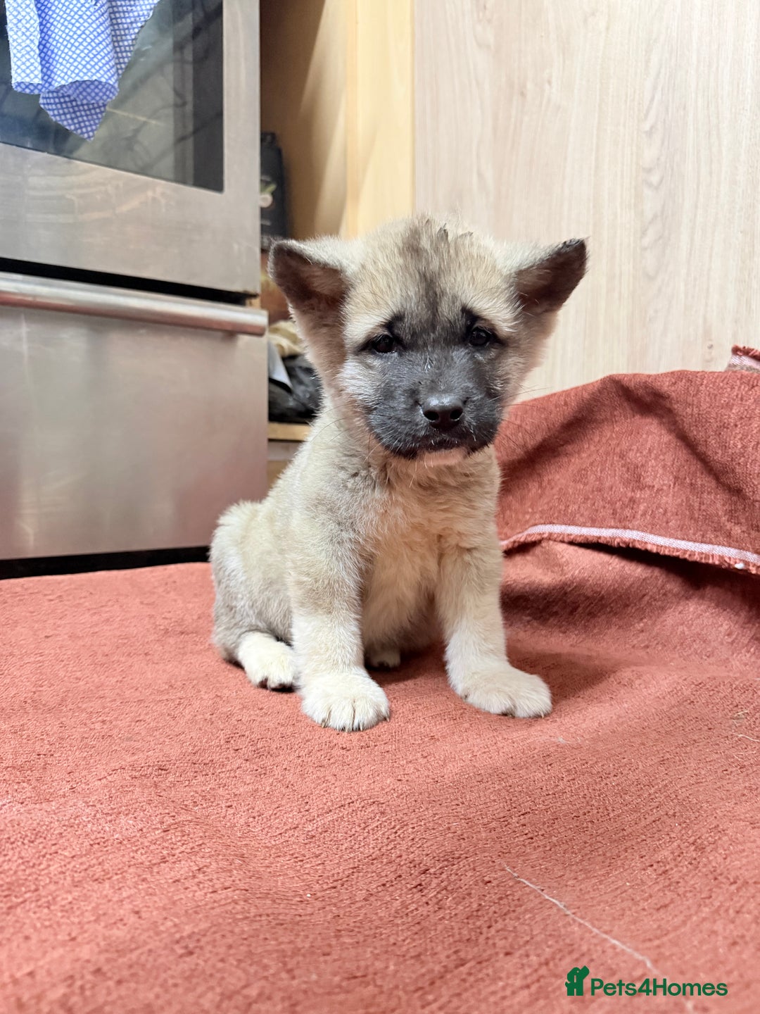 Akita dogs for sale: American Akita - Advert 8