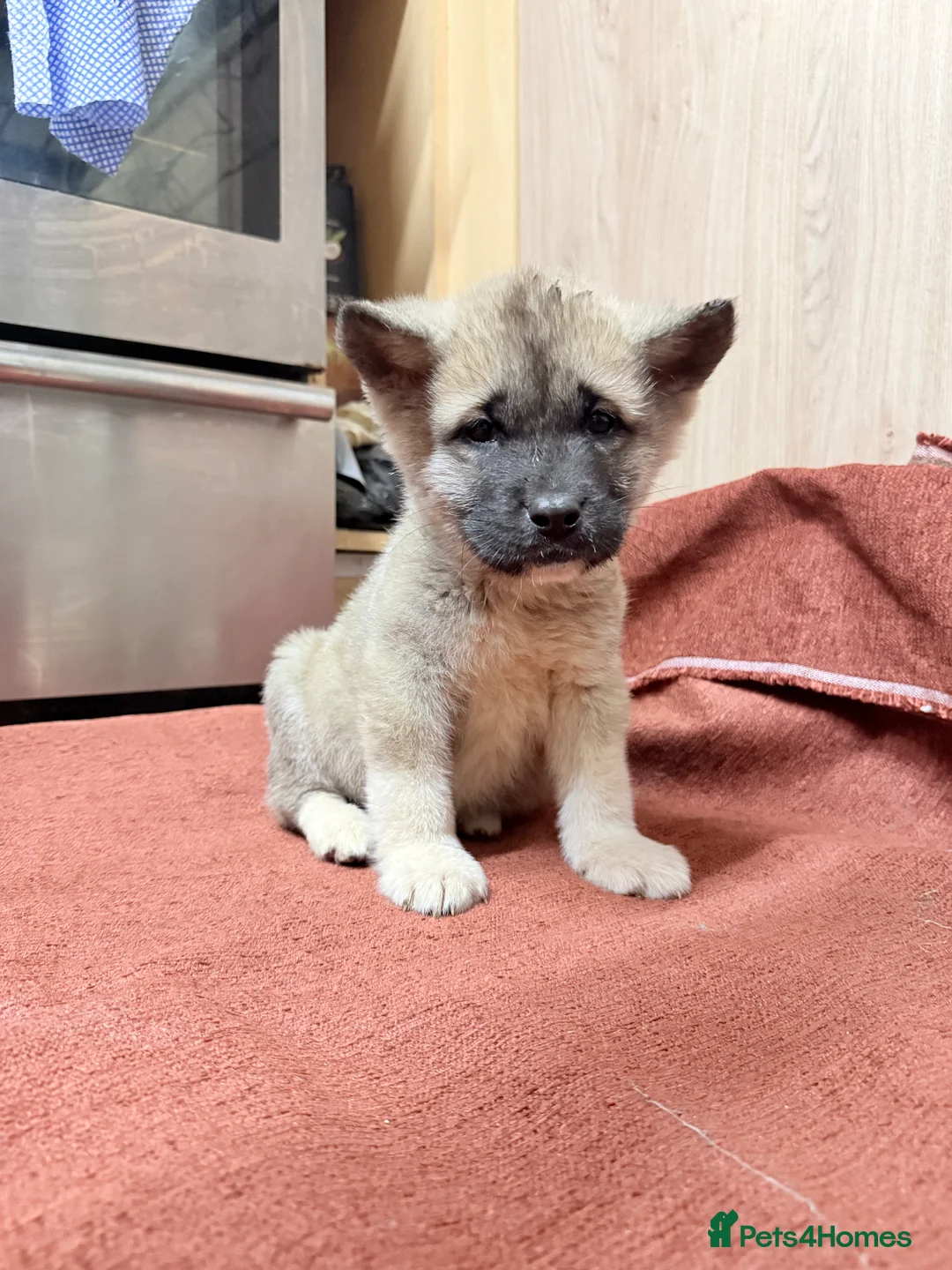 Akita dogs for sale: American Akita - Advert 8