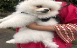 Pomeranian dogs for sale: 5 months Pomeranian puppy - Image 5